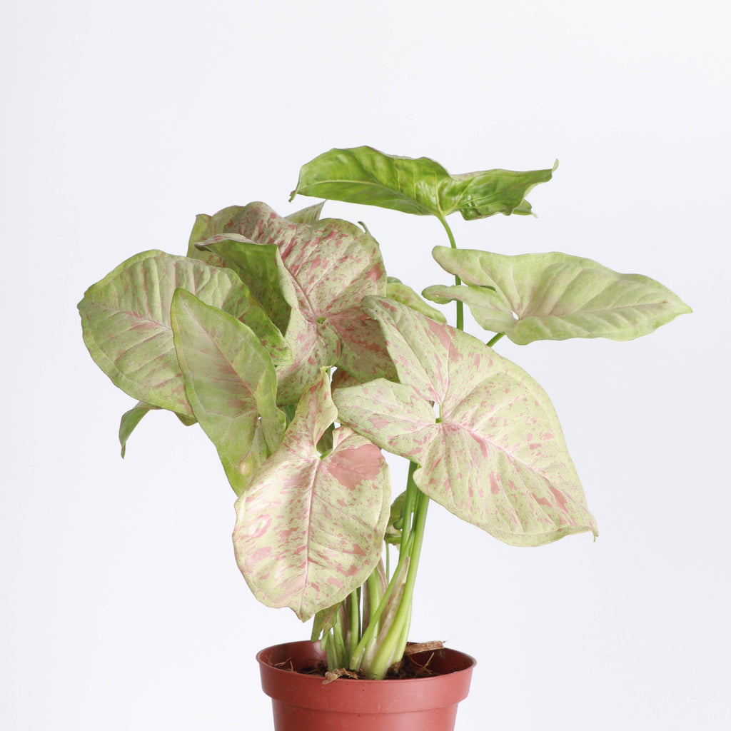 Syngonium Milk Confetti - 4" Live Plant