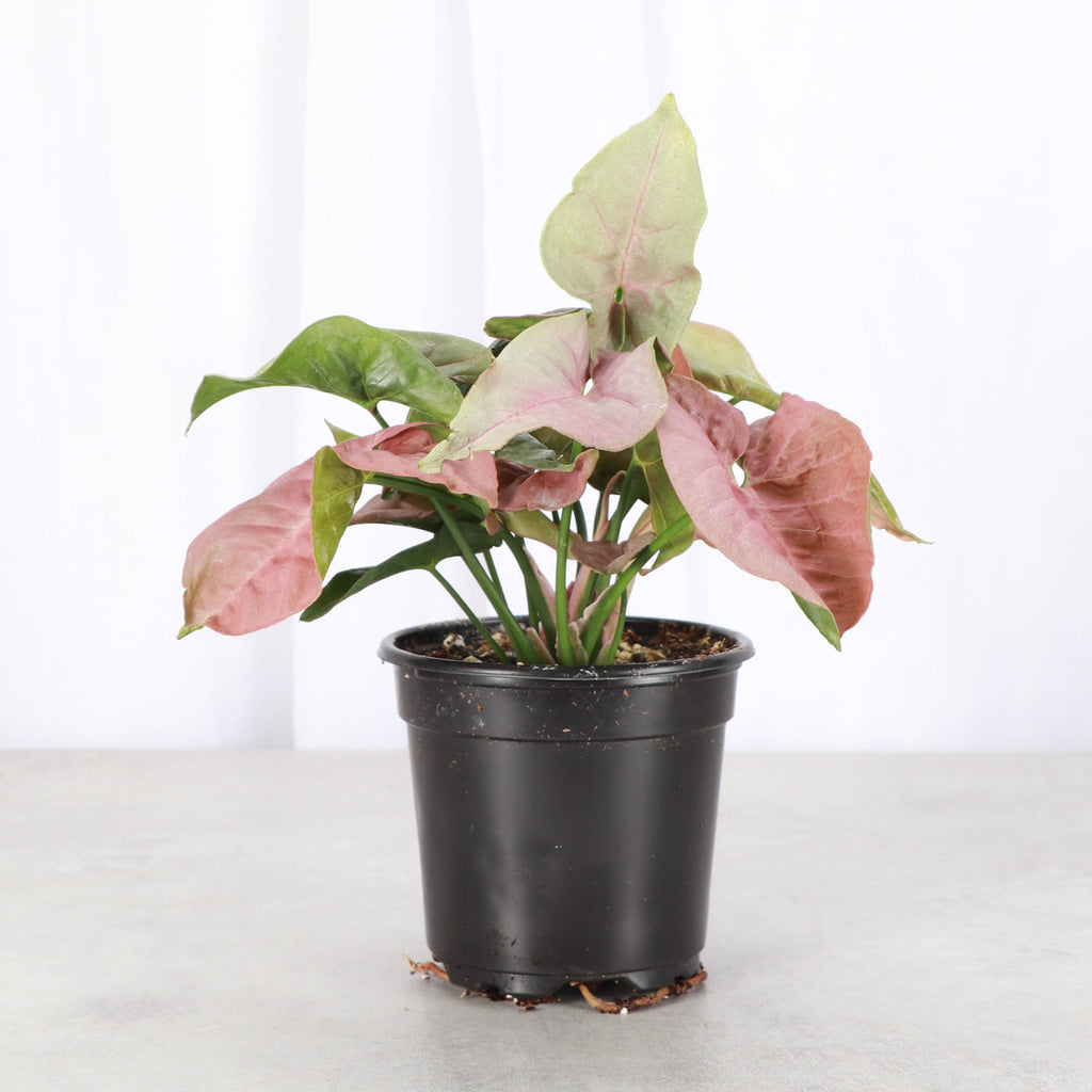 Pink Butterfly Syngonium - Live Plant