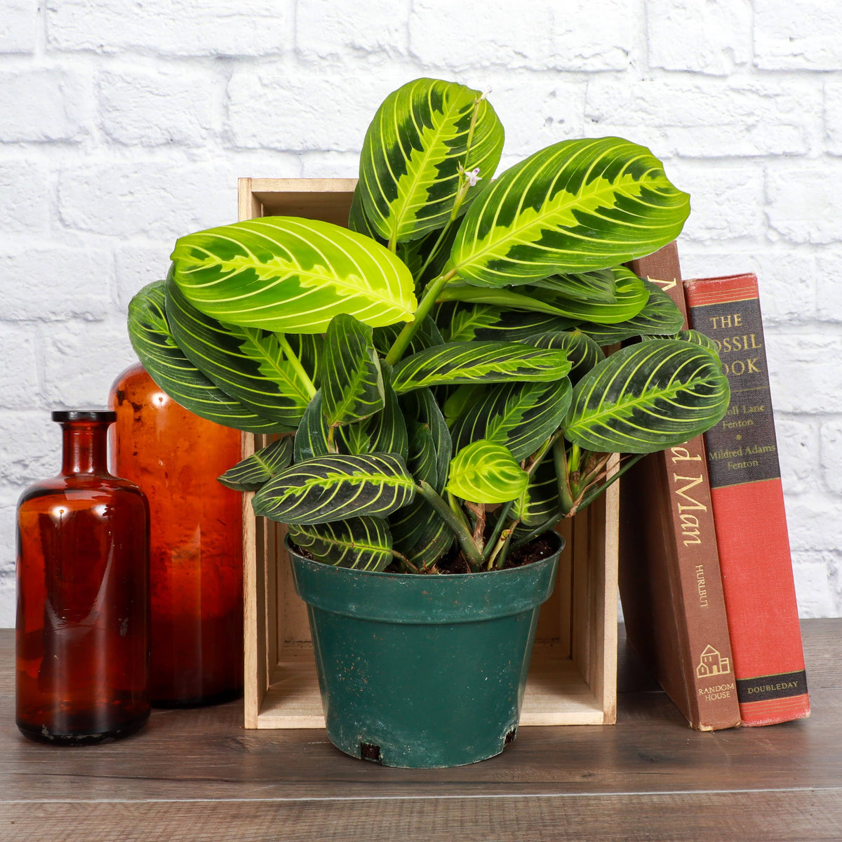 Lemon Lime Prayer Plant