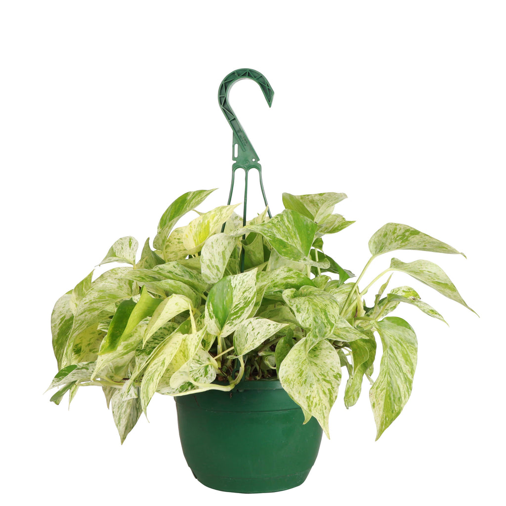 Pothos Hanging Basket - 8" Live Plant