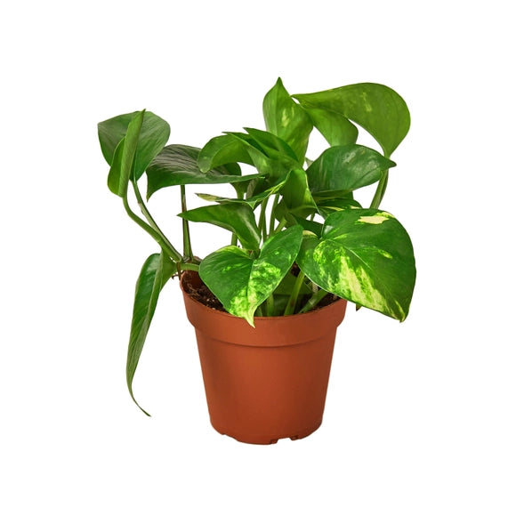 Golden pothos