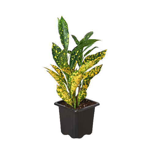 Gold star croton