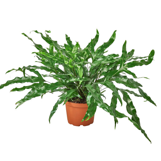 Fern 'Kangaroo Paw' 6" Pot