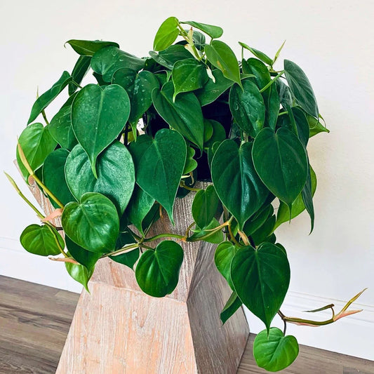 Philodendron 'Heartleaf'