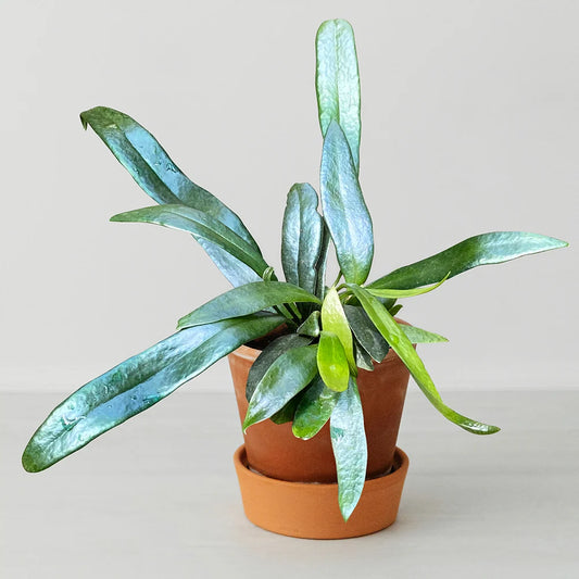 Blue oil fern