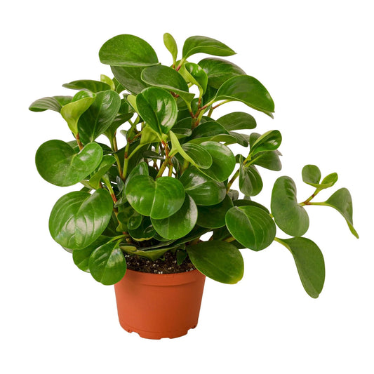 Peperomia Thailand - 6inch