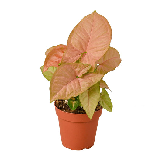 Syngonium Strawberry - 4inch