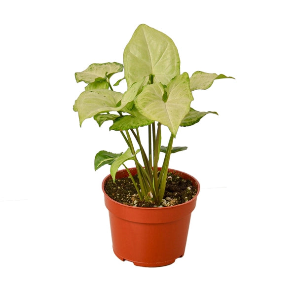 Syngonium white butterfly