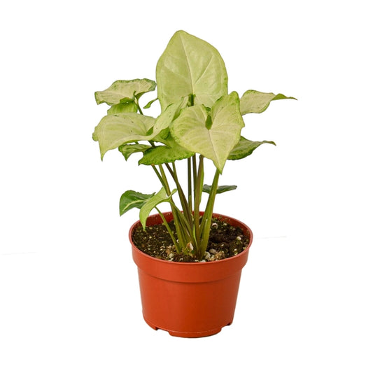 Syngonium white butterfly