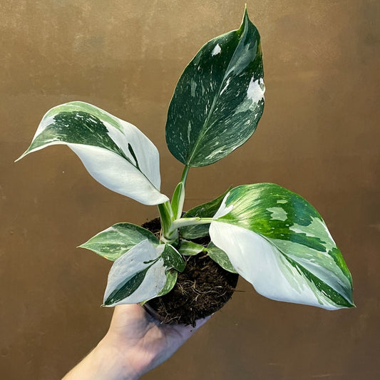 Philodendron white wizard